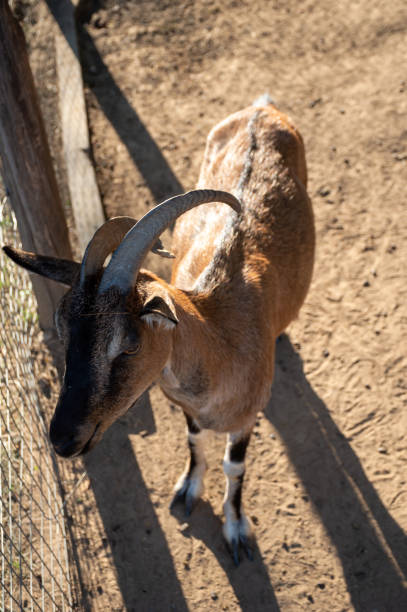istock Brown goat with large horns in the pen 1487560862