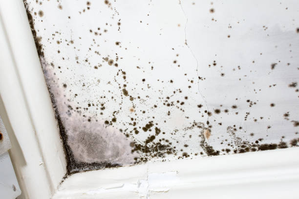 istock Terrible mold in the house on a white ceiling 1487561624