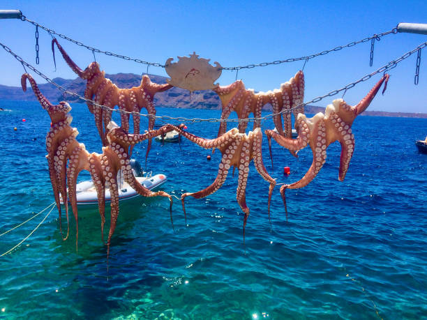 istock Sun dried octopus from the Cyclades 1487561875