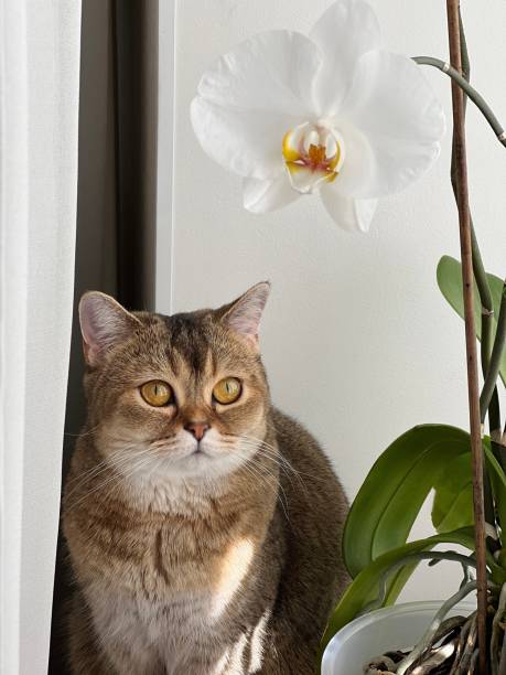 istock Cute cat looking on white orchid flower. 1487562485