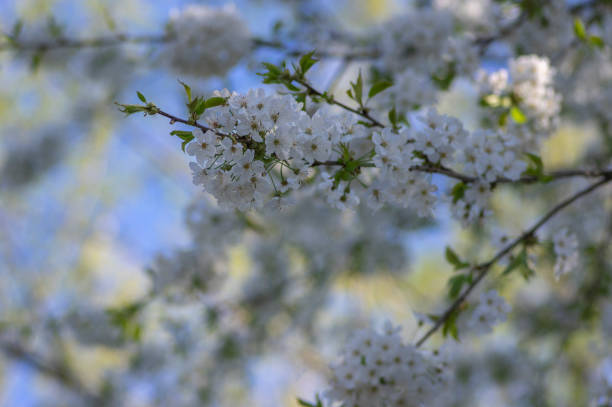 istock Prunus avium wild sweet cherry in bloom, beautiful white flowering tree branches with green leaves 1487562762