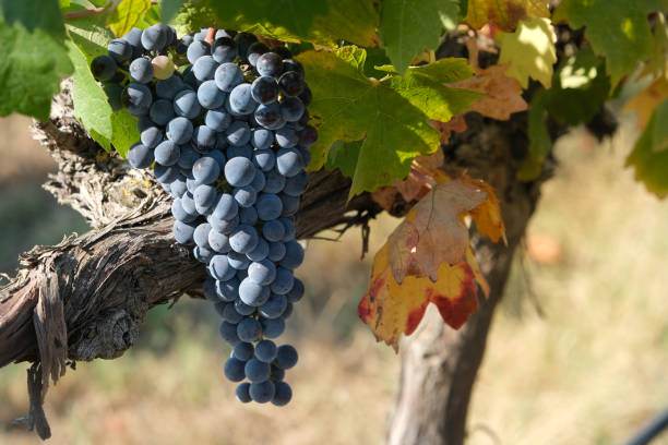 istock a bunch of red grapes in the vineyard 1487563727
