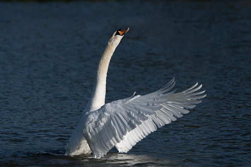 Swan stretching his neck up high