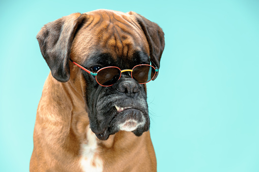 Close up portrait of boxer dog wearing sunglasses.