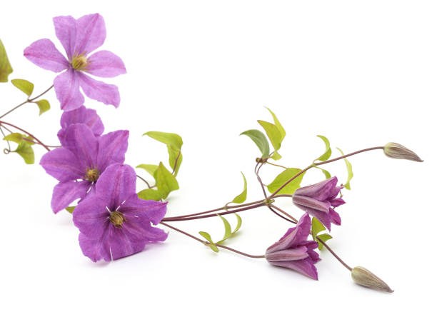 istock Purple clematis and leaves. 1487564195