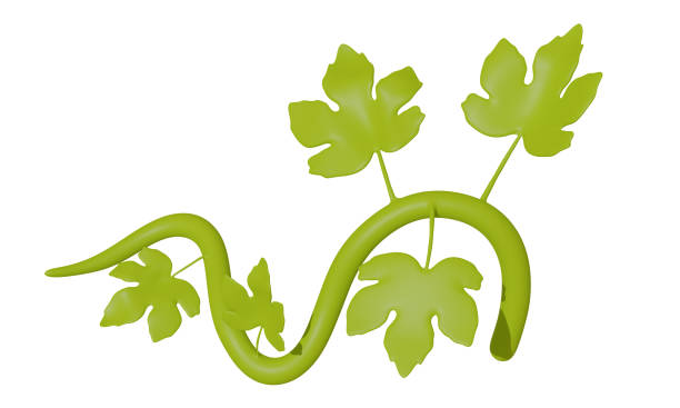Green branch of vine with leaves isolated on white background. 3d rendering