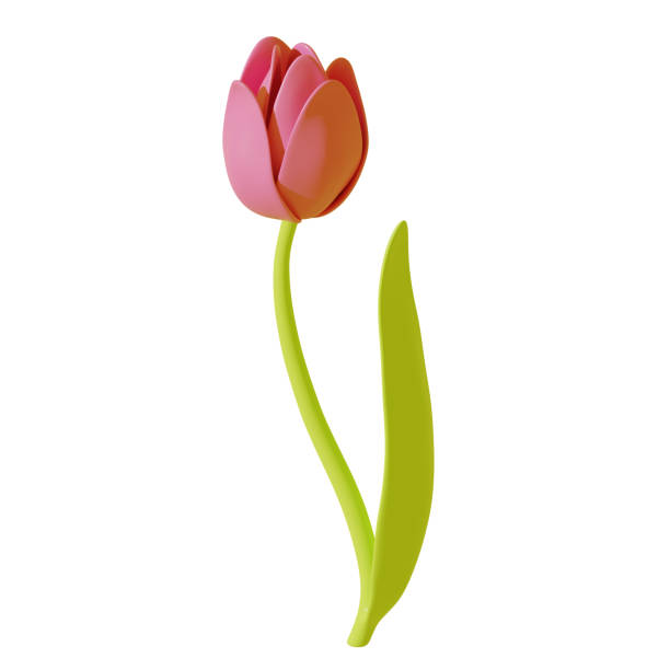 istock Pink tulip isolated on white background. 3d rendering 1487565938