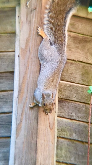 Hanging upside down with ease, thanks to its strong claws, a grey squirrel scrambles head first down a wooden garden fence. It looks straight at the camera, aware of being watched.