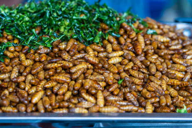 Fried silk worms delicious in street food in Thailand. Close up Fried silk worms delicious in street food in Thailand. They are deep fried until reaching a complete state of crispness, heavily salted, and eaten as a protein enriched snack. fried insects for snack thai food at market stock pictures, royalty-free photos & images