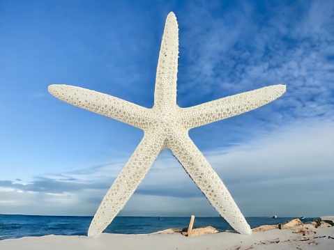 Close-up of a starfish on a sunny beach.
