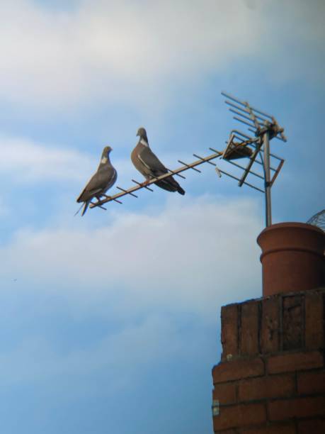 istock Two pigeons perched on a tv aerial 1487567390