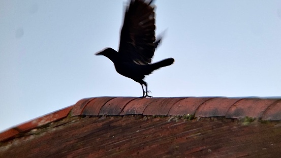 Against a grey sky, a full side profile of a carrion crow caught in the moment as it stretches its wings out and takes flight, it’s talons barely touching the edge of the tiled rooftop it was perched on moments before.