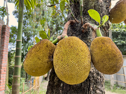 The jackfruit (Artocarpus heterophyllus) is the national fruit of Bangladesh. It is native to parts of South and Southeast Asia and widely cultivated in tropical regions of Bangladesh.