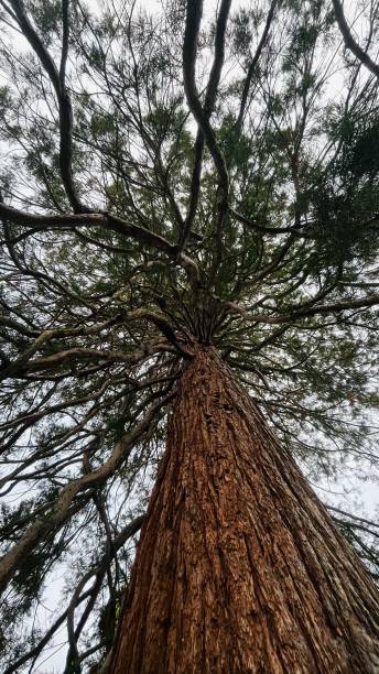 istock Low-angle shot of a large oak tree against a clear sky 1487568361