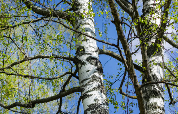 istock Blooming birch on a sunny spring day. Young bright green leaves on birch branches close-up. White birch trunk in the spotlight 1487568968