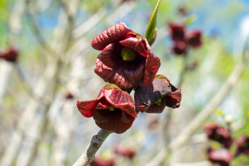 American pawpaw (Asimina triloba) flower, newly sprouted in mid spring, on a blurred background