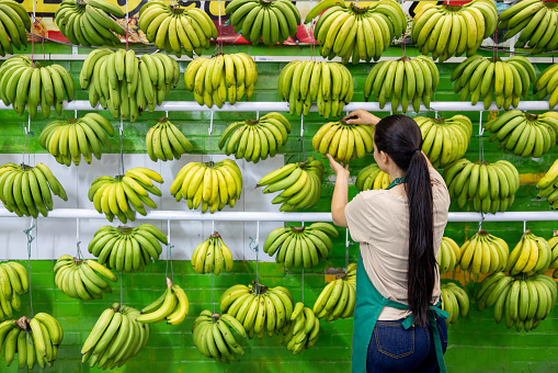 Rear view of a retail clerk organizing bananas for display while working at the supermarket