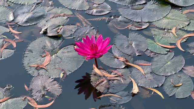 Water lily blooming in water with Lily pads floating in a lake. Nymphaeaceae in lake