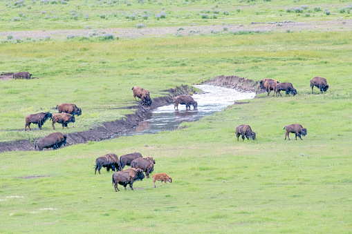 Bison herd grazing and drinking from small stream in the Yellowstone Ecosystem in western USA, North America. Nearest cities are Denver, Colorado, Salt Lake City, Jackson, Wyoming, Gardiner, Cooke City, Bozeman, and Billings, Montana.