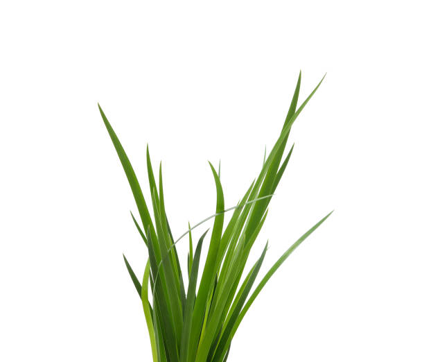 istock Bunch of green grass. 1487571551