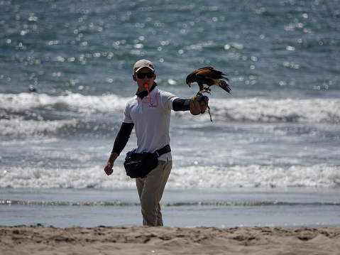 Nuevo Vallarta, Nayarit, Mexico- April 18, 2023: Falcon handler with a falcon perched on his arm. Nuevo Vallarta beach in Mexico.