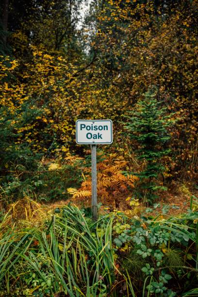istock Posion Oak sign in woods 1487574349