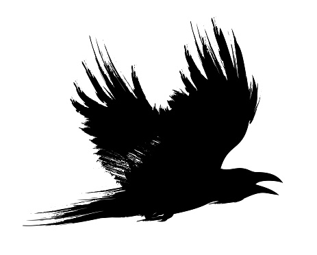 Flying black raven, crow brush painted vector illustration.