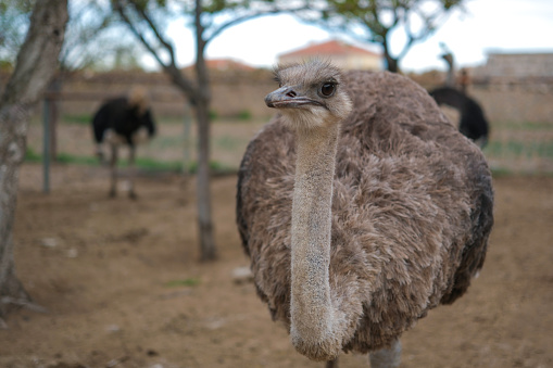 Ostrich burying head in sand. Ignoring problems concept.