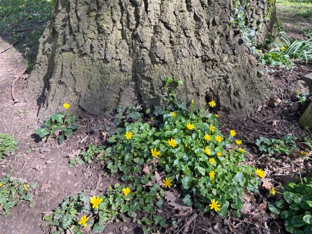 istock Turkey oak - base of trunk & ground 1487577378
