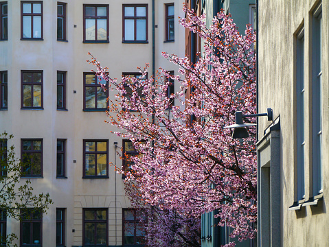 cherry trees standing between buildings in spring