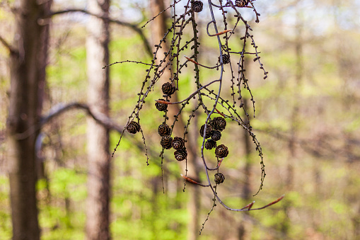 In the spring forest, a birch branch with cones extends towards the sky. The delicate white bark of the birch tree provides a striking contrast against the vivid greens of the forest. The cones themselves are small and unassuming, yet they represent new life and growth in this beautiful natural setting