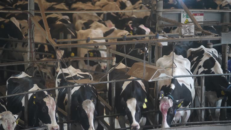 Cows are being milked on a large farm