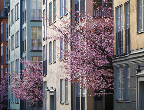 Pink flowering trees between buildings during spring