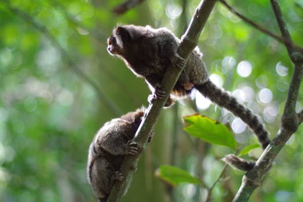 istock Close-up image of a group of white-tufted marmosets perched on a tree branch in lush forest setting 1487579965