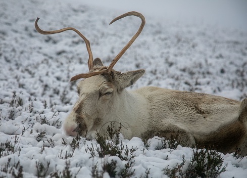 A majestic adult reindeer in snow-covered field in the Cairngorms, Scotland on a foggy day