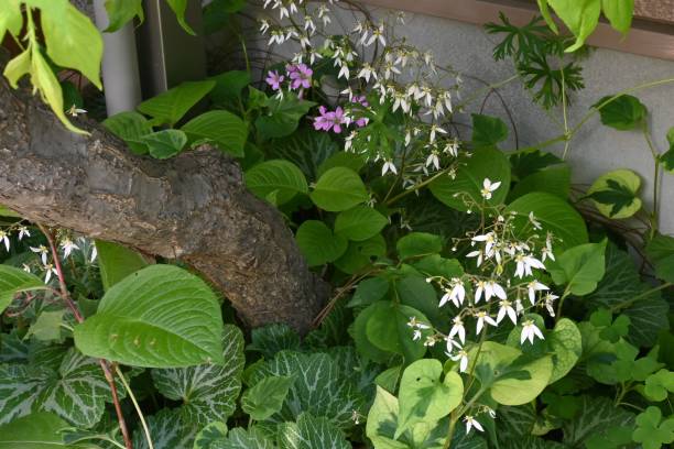 istock Strawberry saxifrage flowers. 1487580455