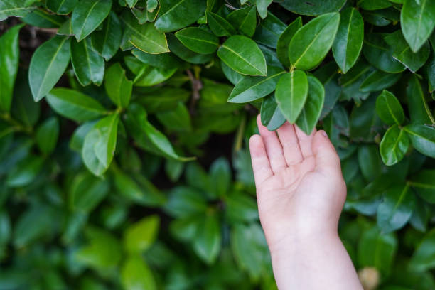 mano del bambino che tocca le foglie verdi, sfondo della natura. concetti di ambiente e sostenibilità - 4 of a kind foto e immagini stock