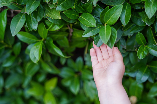 Child hand touching green leaves, nature background. Environment and sustainability concepts