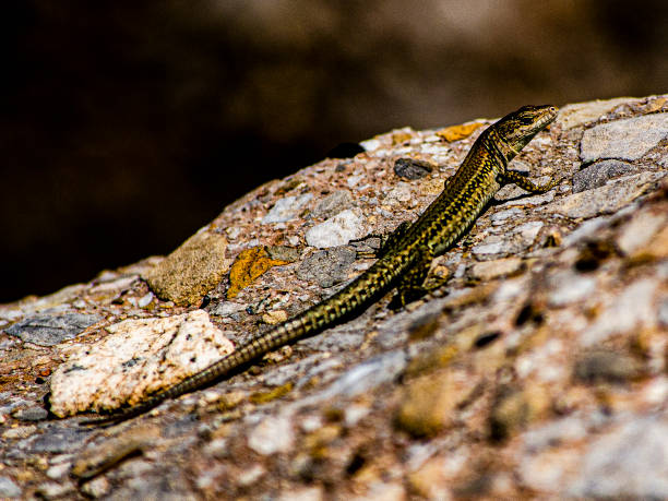 Álvaro Ruiz Tintoré Pyrenean long-tailed lizard sunbathing on a rock 7944 stock pictures, royalty-free photos & images