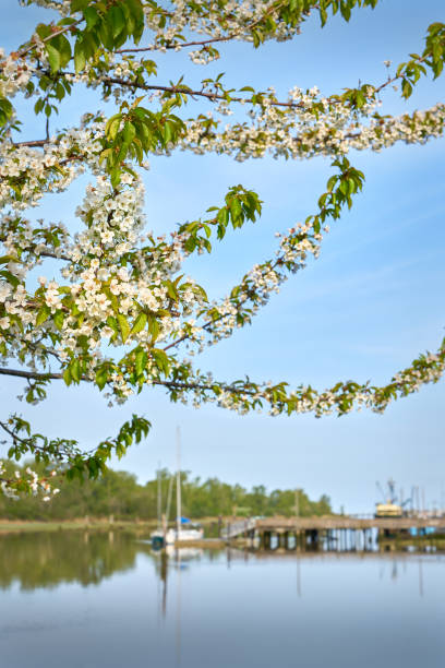 istock London Landing Blossoms Steveston 1487581809