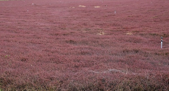 Reddish hue fields of cranberries growing in bogs in Oregon against a cloud sky in Oregon.  Greenish cranberries growing on the bushes down in the bogs surrounded by green grass levies full of water.