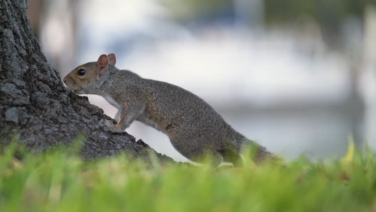 Beautiful wild gray squirrel in summer town park