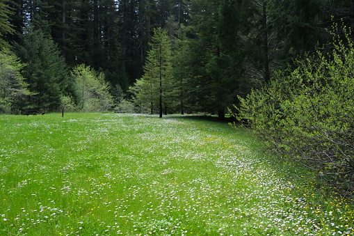 Green field full of various wildflowers growing against green Redwood trees in the Redwood National Park forest in California.  Green grass, green plants and bushes and green trees on a sunny day.