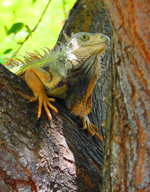 istock Puerto Rico Iguana Green In Tree 1487586089