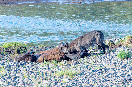 Grey Wolf eating on bison carcass by Lamar River in the Yellowstone Ecosystem in western USA. Nearest cities are Denver, Colorado, Salt Lake City, Jackson, Wyoming, Gardiner, Cooke City, Bozeman, and Billings, Montana, North America.