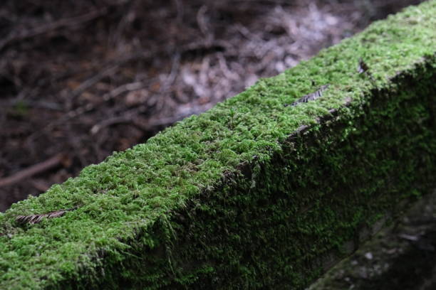 istock Split rail fencing in forest covered in moss 1487586413