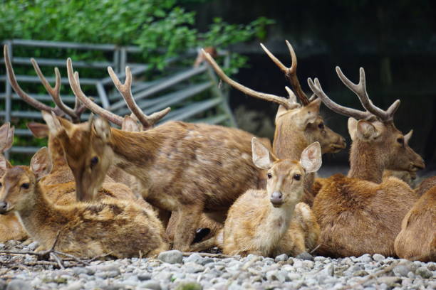 A group of deer in nature A group of deer in nature kijang stock pictures, royalty-free photos & images