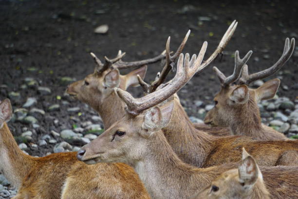 A group of deer in nature A group of deer in nature kijang stock pictures, royalty-free photos & images