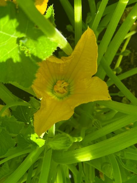 printemps jardin potager - squash flower plant single flower photos et images de collection