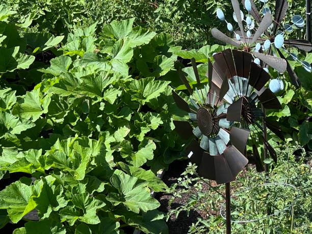 printemps jardin potager - squash flower plant single flower photos et images de collection